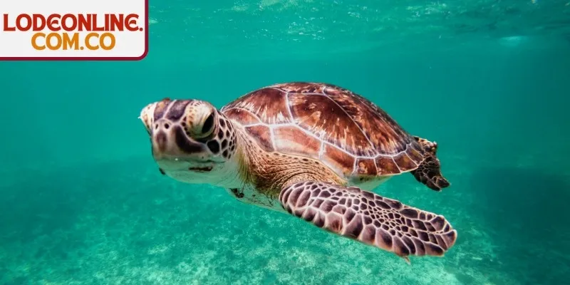 Nằm mơ thấy rùa nằm dưới đáy biển